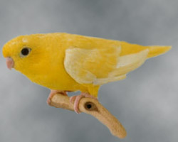 ino Lineolated Parrot: ino