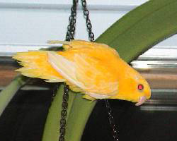 ino Lineolated Parrot: ino