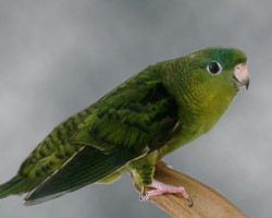 dark(sf) Lineolated Parrot: dark(sf)