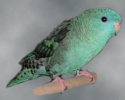 turquoise(parblue) Lineolated Parrot: turquoise(parblue)