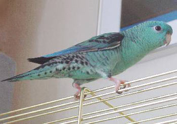 turquoise(parblue) Lineolated Parrot: turquoise(parblue)