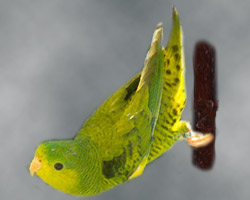 dilute Lineolated Parrot: dilute