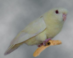 Combination of: ino, turquoise(parblue) Lineolated Parrot: Combination of: ino, turquoise(parblue)