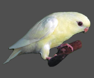 Combination of: ino, turquoise(parblue) Lineolated Parrot: Combination of: ino, turquoise(parblue)