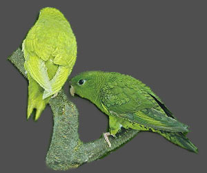 From left:<br>dom.dilute(edged)(df), <br>dom.dilute(edged)(sf) Lineolated Parrot: From left:<br>dom.dilute(edged)(df), <br>dom.dilute(edged)(sf)