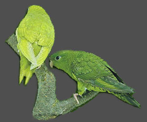  Lineolated Parrot: From left:<br>dom.dilute(edged)(df), <br>dom.dilute(edged)(sf)