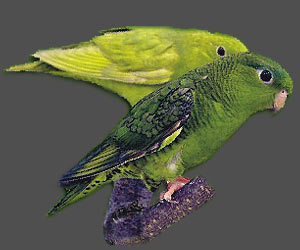 From left:<br>Combination of: dark(sf), dom.dilute(edged)(df), <br>Combination of: dark(sf), dom.dilute(edged)(sf) Lineolated Parrot: From left:<br>Combination of: dark(sf), dom.dilute(edged)(df), <br>Combination of: dark(sf), dom.dilute(edged)(sf)