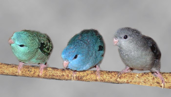  Lineolated Parrot: From left:<br>turquoise(parblue), <br>Combination of: turquoise(parblue), dark(sf), <br>Combination of: turquoise(parblue), dark(df)