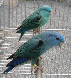 From left:<br>Combination of: turquoise(parblue), dark(sf), <br>turquoise(parblue) Lineolated Parrot: From left:<br>Combination of: turquoise(parblue), dark(sf), <br>turquoise(parblue)