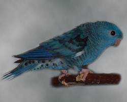 Combination of: dark(sf), turquoise(parblue) Lineolated Parrot: Combination of: dark(sf), turquoise(parblue)