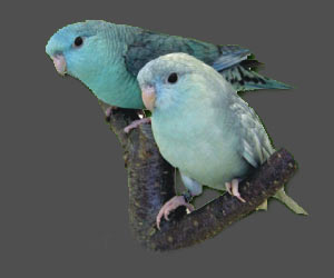  Lineolated Parrot: From left:<br>Combination of: turquoise(parblue), dom.dilute(edged)(sf), <br>Combination of: turquoise(parblue), dom.dilute(edged)(df)