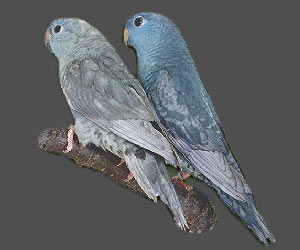  Lineolated Parrot: From left:<br>Combination of: dark(sf), turquoise(parblue), dom.dilute(edged)(df), <br>Combination of: dark(sf), turquoise(parblue), dom.dilute(edged)(sf)