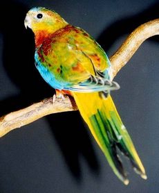 opaline turquoise parrot mutation