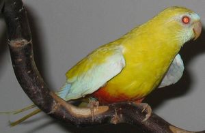  Turquoise Parrot: Combination of: ino, red suffusion(fronted,belied)