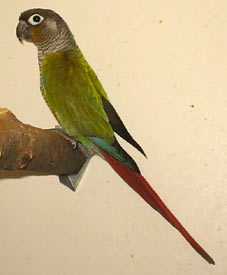  Green-cheeked Conure: misty