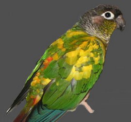  Green-cheeked Conure: rec.pied