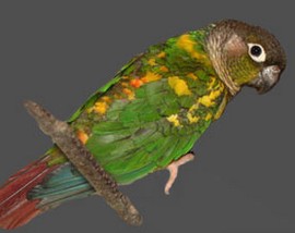  Green-cheeked Conure: rec.pied